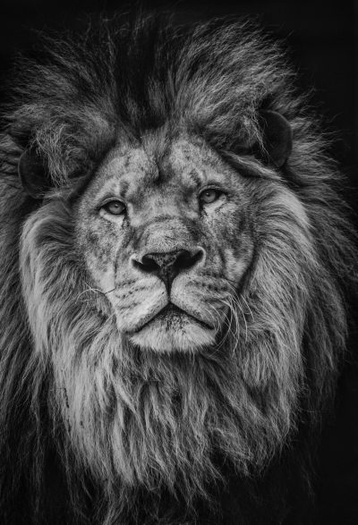 lion, black and white photography, high contrast, headshot, looking at the camera, symmetrical, close up, fierce look, majestic mane, wild spirit, powerful presence, detailed fur texture, natural lighting, majestic mood, portrait lens, Nikon D850 --ar 87:128