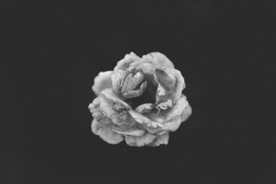 A black and white photograph of an open rose, its petals faded into grey against a dark background, creating a stark contrast that emphasizes its intricate details. The photo was taken from above with a wide-angle lens to capture both macro detail on each petal while maintaining focus on one flower in sharpness. This image symbolizes melancholy or solitude. --ar 128:85