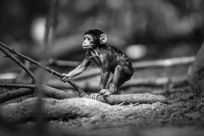 Black and white photography of a baby monkey playing on a tree branch, an animal portrait photoshoot in the style of [Sebastião Salgado](https://goo.gl/search?artist%20Sebasti%C3%A3o%20Salgado) --ar 128:85