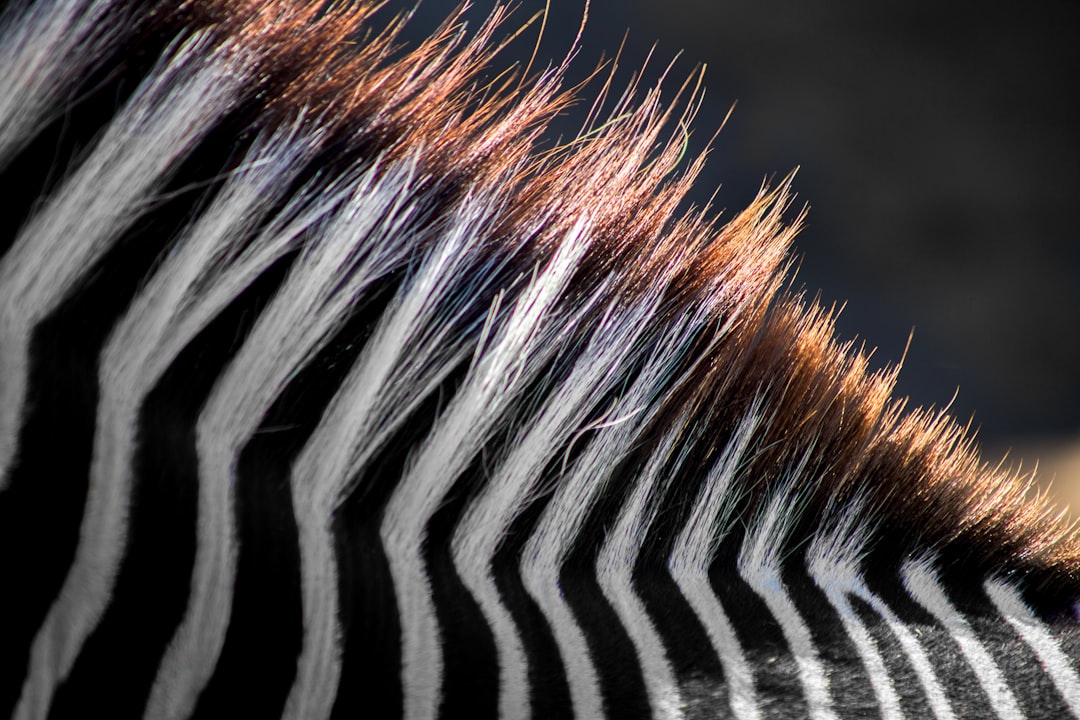 A closeup of the back neck and mane, showing detailed patterns in black and white with hints of red and purple in the zebra’s fur. The focus is on the texture and color of the hair. The background is a dark grey. The photo was taken with a Sony Alpha A7 III, using natural lighting, a macro lens, and features sharp details and vibrant colors. –ar 128:85