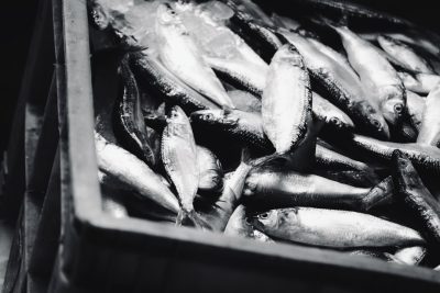 Close up of fish in black and white, inside a crate on the ship deck, with 35mm film grain, shot on Fujifilm Proia 400T, with a nostalgic mood, in a retro style, in a cinematic, documentary photography style, at f/28. --ar 128:85