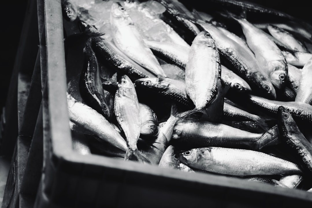 Close up of fish in black and white, inside a crate on the ship deck, with 35mm film grain, shot on Fujifilm Proia 400T, with a nostalgic mood, in a retro style, in a cinematic, documentary photography style, at f/28. –ar 128:85