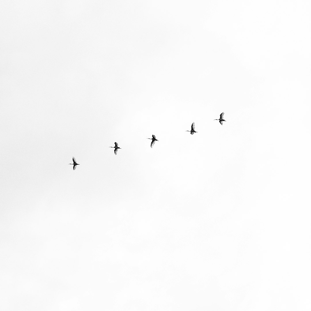 A group of birds flying in the sky against a white background, with a minimalist and simple shape style, in black and white with high contrast, a symmetrical composition, soft lighting creating a peaceful and elegant atmosphere, resembling nature photography with a portrait lens shot at f/28.