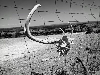 A black and white photo of an animal skull on the ground in front of an old metal fence, with a large horn hanging off a wire mesh fence in a desert landscape. --ar 4:3