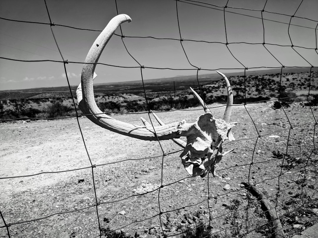 A black and white photo of an animal skull on the ground in front of an old metal fence, with a large horn hanging off a wire mesh fence in a desert landscape. –ar 4:3