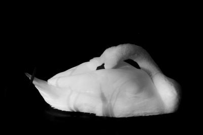 A white swan sleeping on its back, full body, against a black background, in high contrast, high resolution photography, shot with a Sony Alpha A7 III using a macro lens in the style of the Nikon D850 camera. The scene is captured in black and white, highlighting the starkness of the subject against an all black backdrop. This monochromatic composition creates a striking visual effect that emphasizes both the simplicity and elegance of nature's beauty. --ar 128:85