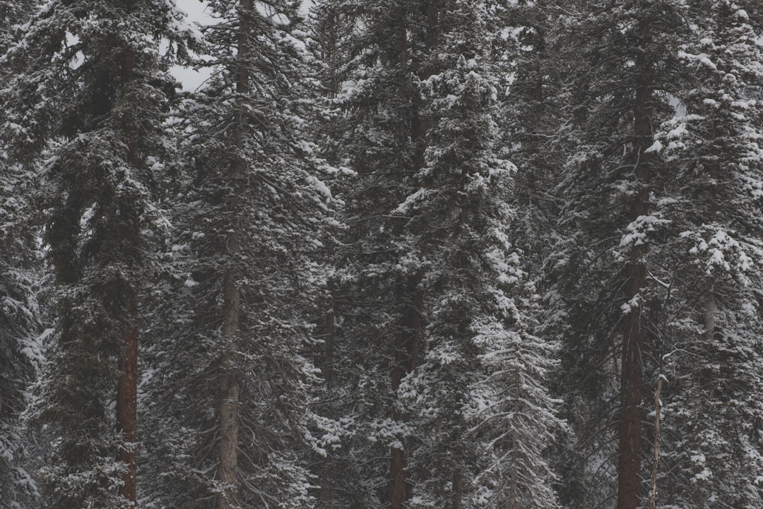 A forest of tall pine trees covered in snow, with a dark grey overcast sky. Photorealistic in the style of canon eos r5. –ar 128:85