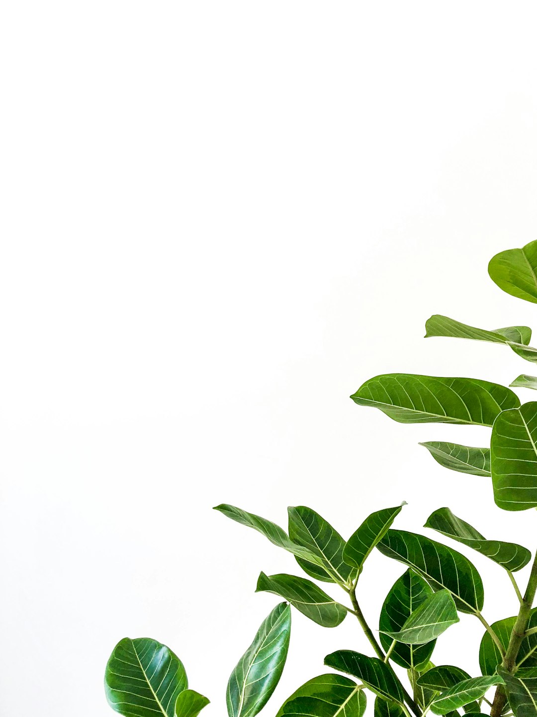 green leaves of Fiddleleaf fig tree on white background, minimalistic, copy space for text at the top right corner, –ar 95:128