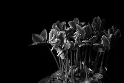 Black and white photography of small blooming cissus flowers, dramatic lighting, dark background, high contrast, depth of field, shot in the style of Sony Alpha A7 III. --ar 128:85