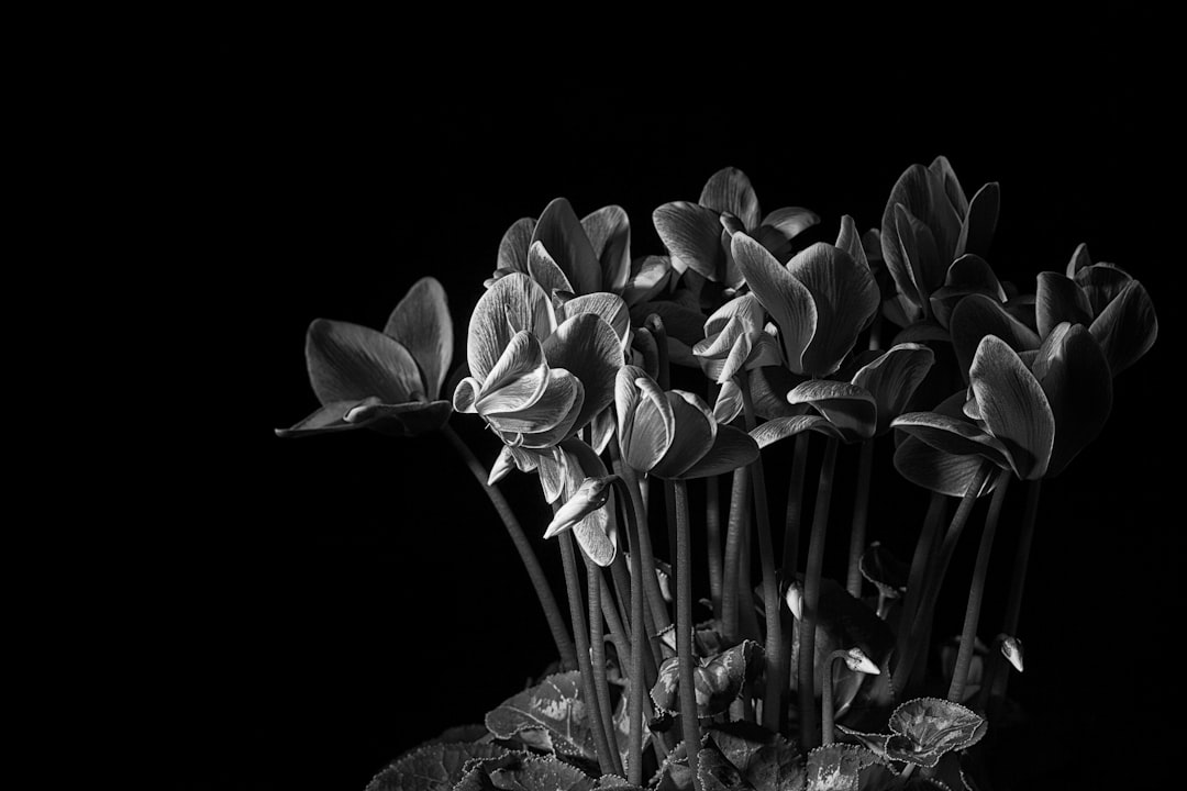 Black and white photography of small blooming cissus flowers, dramatic lighting, dark background, high contrast, depth of field, shot in the style of Sony Alpha A7 III. –ar 128:85