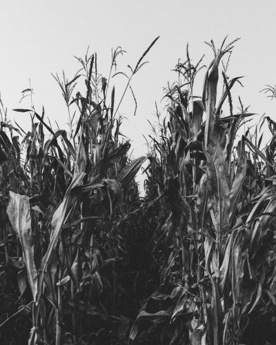 black and white photo of cornfield, vintage style, grainy texture, low angle shot, in the style of unsplash photography --ar 51:64