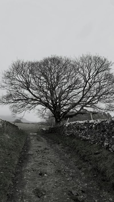 Black and white photography of an old tree in the middle, with stone walls on both sides of it, next to a dirt road leading up. The scene is set against a foggy English countryside backdrop. It's winter time, and there’s no leaves left on the trees. --ar 9:16