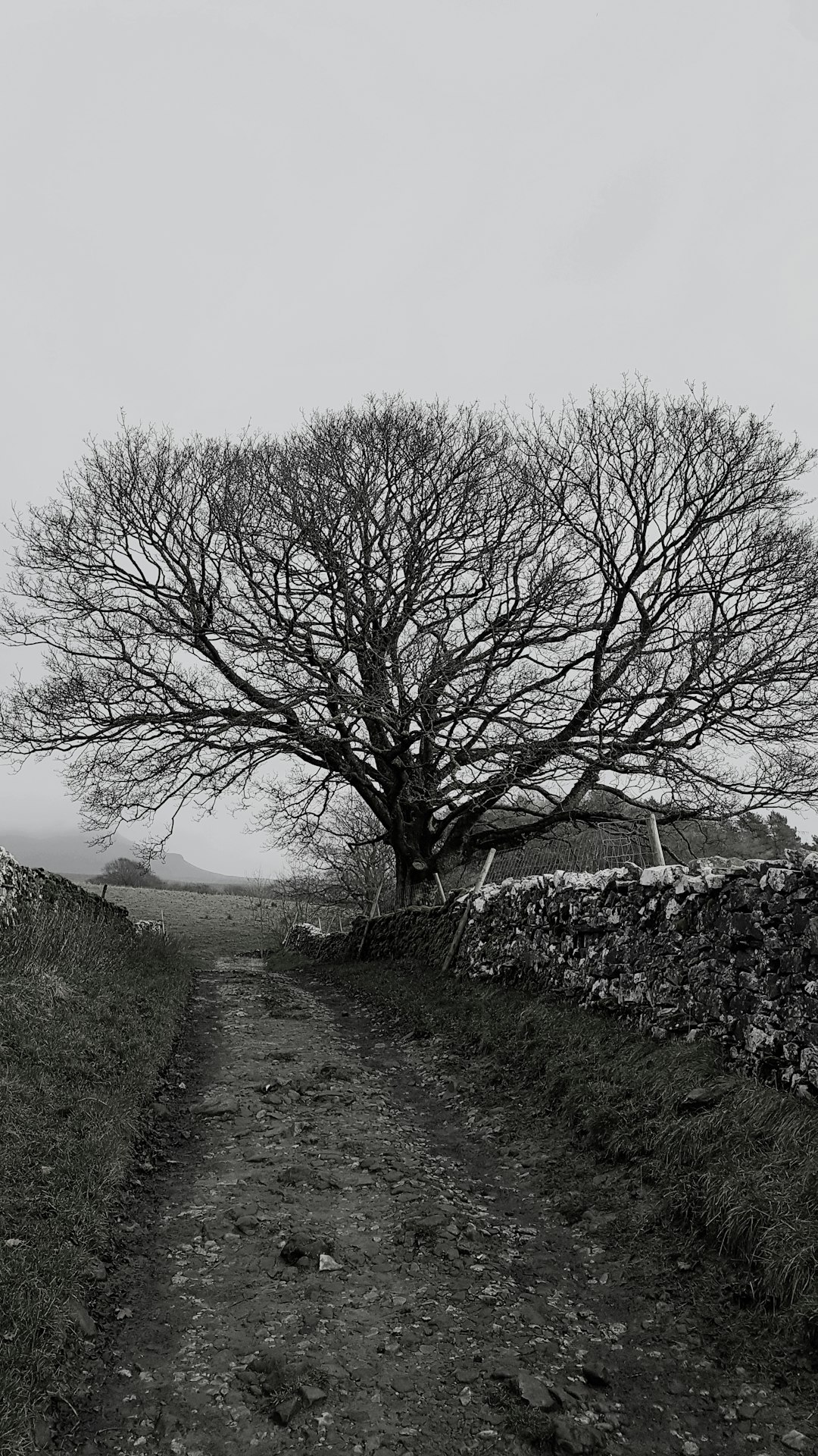 Black and white photography of an old tree in the middle, with stone walls on both sides of it, next to a dirt road leading up. The scene is set against a foggy English countryside backdrop. It’s winter time, and there’s no leaves left on the trees. –ar 9:16