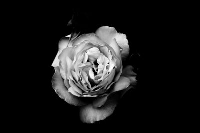 A rose in black and white, seen from above, against a dark background. The delicate petals of the flower contrast with its shadowy surroundings, creating an elegant composition that emphasizes their intricate details. This monochromatic photograph captures beauty through simplicity and the interplay between light and darkness. The focus is on the flower. --ar 128:85