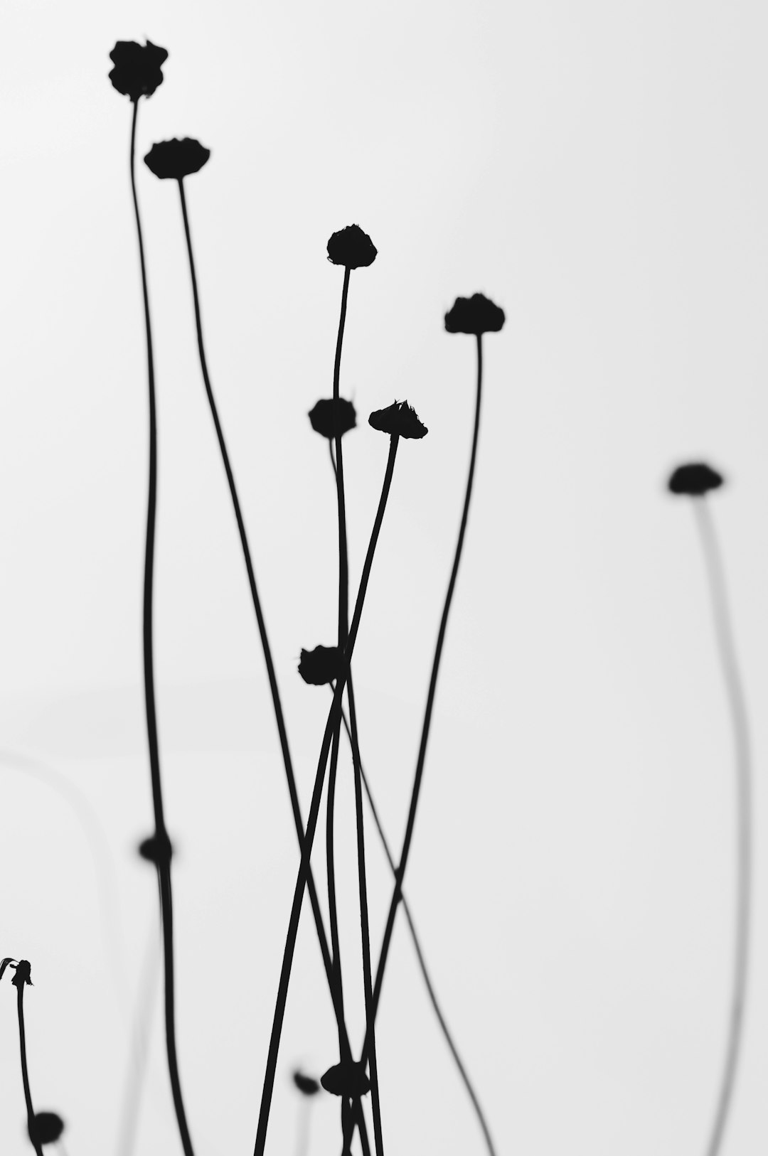 A black and white photograph of slender, abstract flowers with long stems, their silhouettes against the clear sky. The background is pure white, creating sharp contrast that emphasizes each flower’s unique shape and texture. This minimalist style captures nature in its most basic form, focusing on shapes and textures without any color. by Black + White Photography –ar 85:128