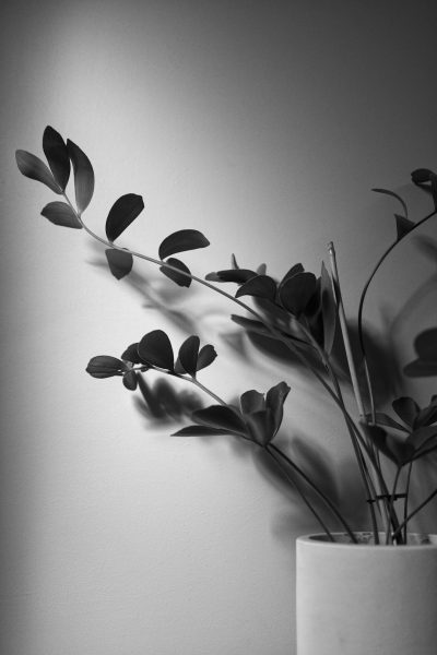 black and white photo of a plant in a pot on the wall, shadowplay, simple background, minimalistic, monochrome, high contrast, low angle shot, macro photography, natural light, indoor lighting, modern style, soft focus, blurred edges, elegant. --ar 85:128