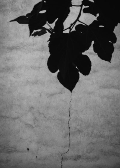 a black and white photograph of the shadow from leaves on an old wall, a crack in between them with one leaf hanging down --ar 91:128