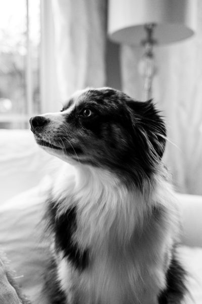 black and white photo of an Australian Shepherd in the living room, portrait, soft focus, shot in the style of Fujifilm Pro 400H film --ar 85:128