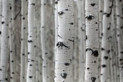 White aspen tree trunks with black spots, in the style of National Geographic photography close up. --ar 128:85