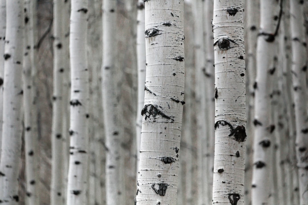 White aspen tree trunks with black spots, in the style of National Geographic photography close up. –ar 128:85