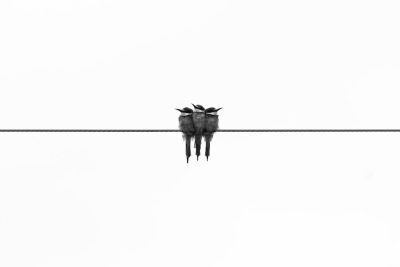 minimalist black and white photography of birds on wire, white background, award winning photography by daniel kordan --ar 128:85