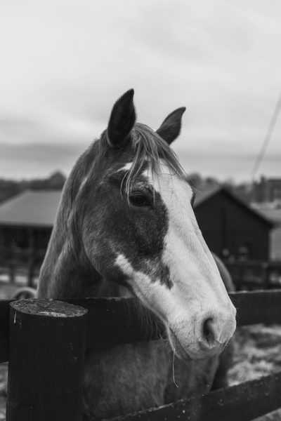 black and white photo of horse in farm, unsplash photography style, --ar 85:128