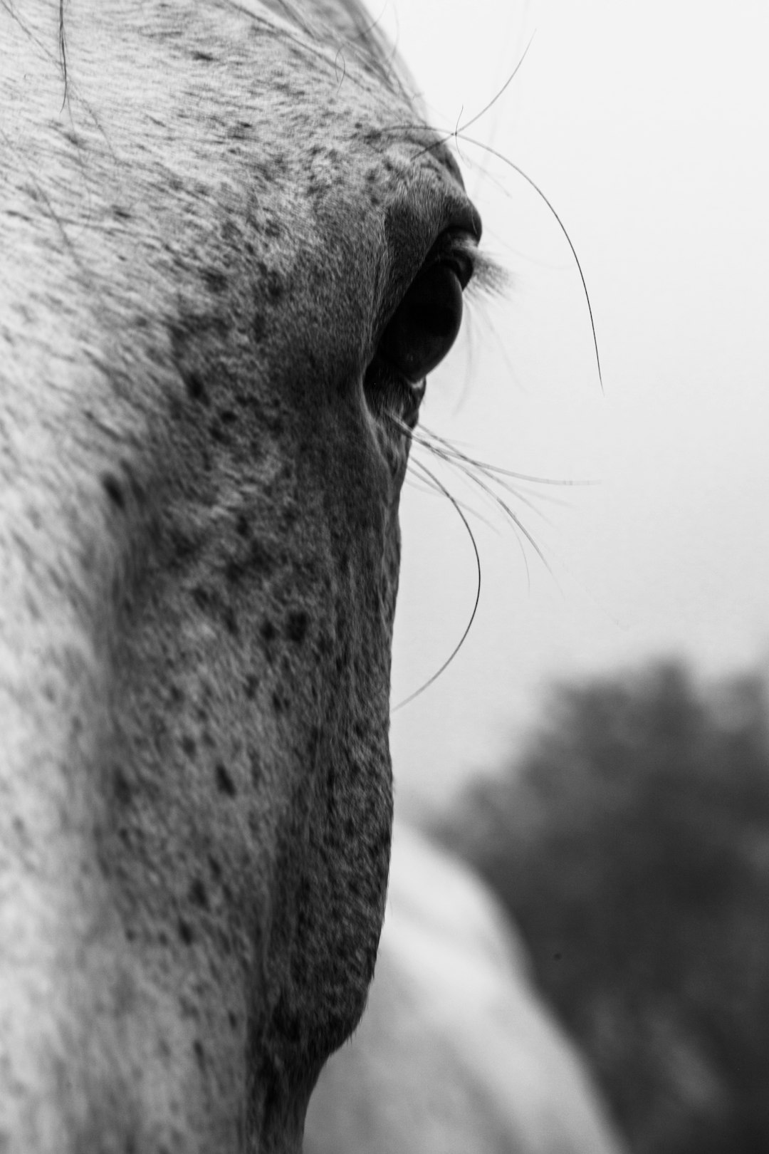 Close up of horse’s face, profile view, grey and white photography, monochrome, cinematic. –ar 85:128