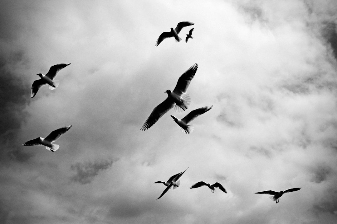 A black and white photograph of seagulls flying in the sky, with clouds in the background. The style is minimalist and high contrast, focusing on shapes and forms. –ar 128:85