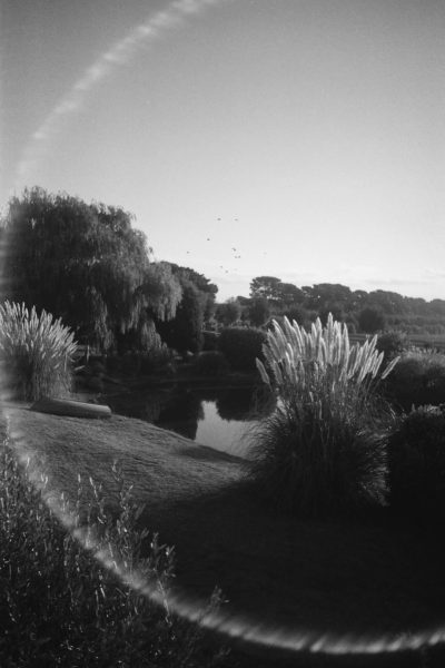 A black and white photograph of the countryside, taken with an analog camera from afar. In front is a pond surrounded by tall grasses and willow trees. The sky above is clear blue with birds flying in the distance. On one side of me there's greenery on both sides of which can be seen another golf course. There’s also some long shadows casted over everything. This scene evokes feelings of calmness and tranquility. --ar 85:128