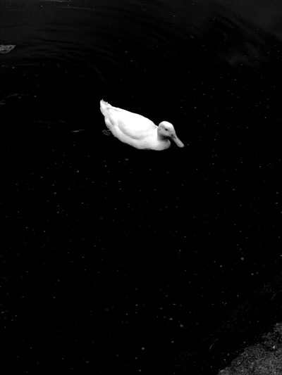 A white duck swimming in the black water, high contrast, surrealism, minimalistic photography, black and white, monochrome, dark background, top view, in the style of [Noma Bar](https://goo.gl/search?artist%20Noma%20Bar) --ar 3:4