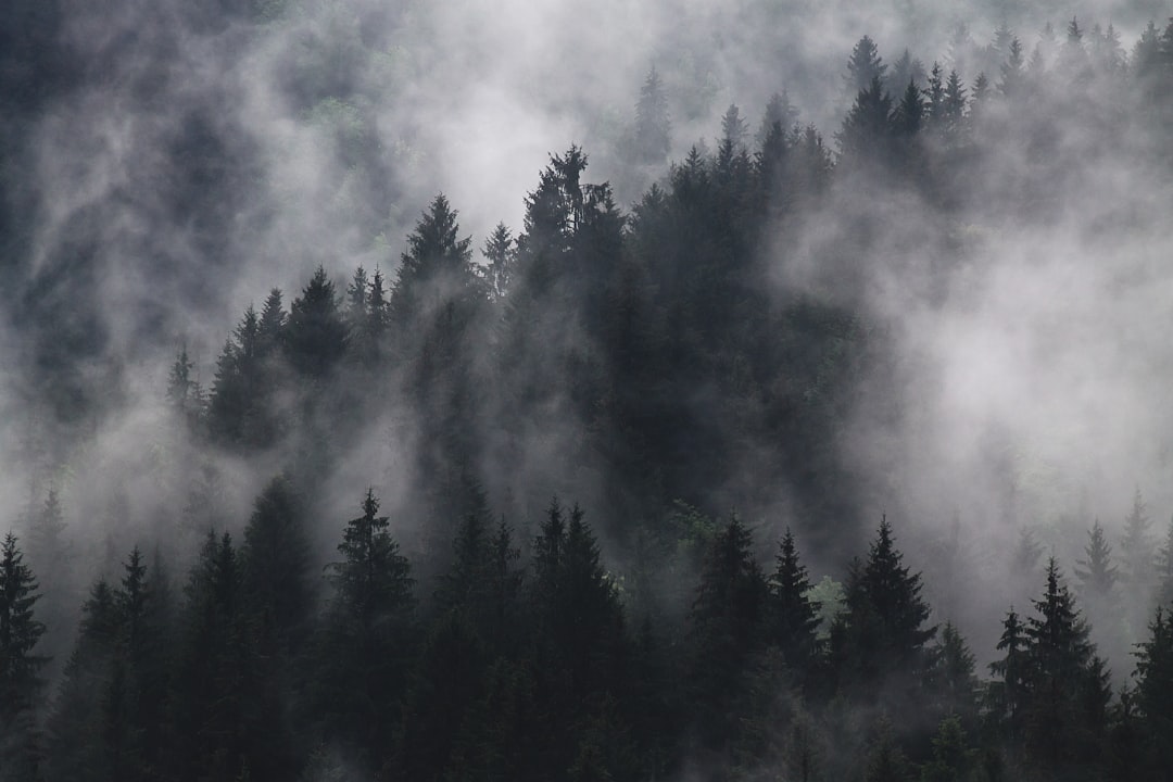 Black Forest, misty forest landscape, black pine trees, nature photography, high resolution, misty background, forest scene, nature scenery, pine tree silhouettes in the foggy forest, forest landscape, pine and coniferous forests, black spruce forest, dark green pines, forest with tall dense trees, forest view from above, black mountain forest –ar 128:85