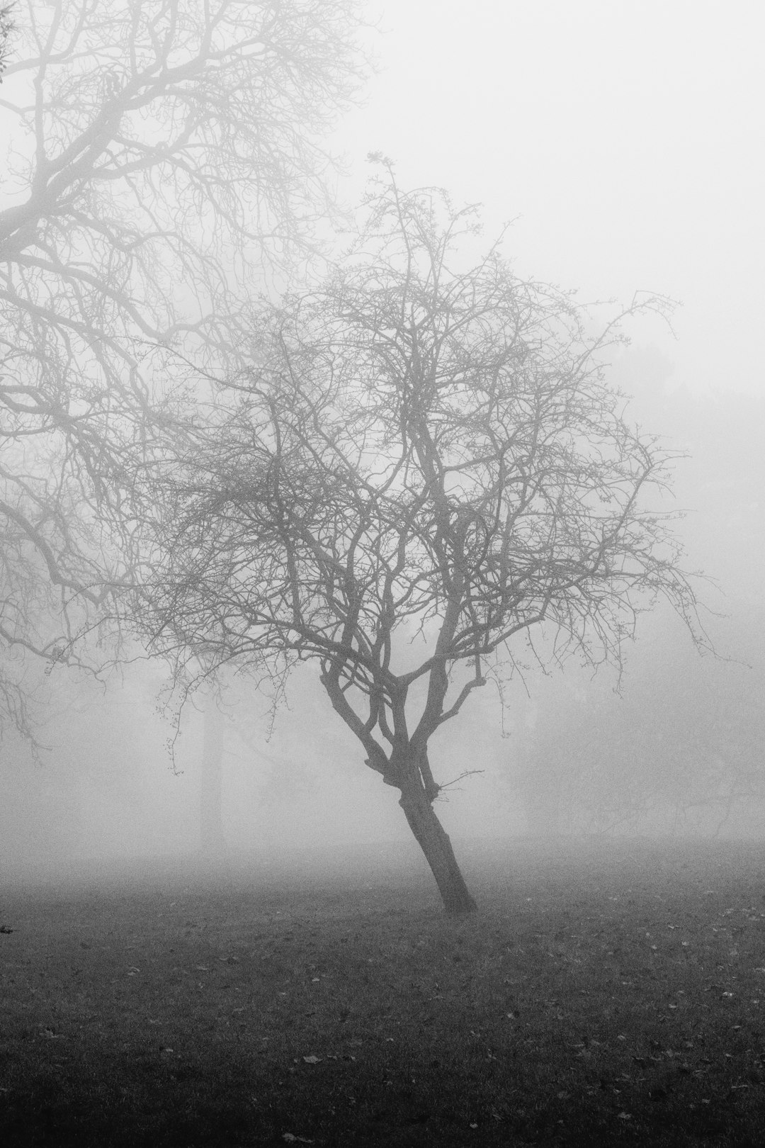 A foggy morning in the park, with an apple tree standing alone against the backdrop of misty clouds. The monochromatic photograph captures the eerie beauty and mystery that fills the air as it reflects on its surroundings. This scene evokes feelings of melancholy and solitude while adding to the overall mood of haunting ambiance. –ar 85:128