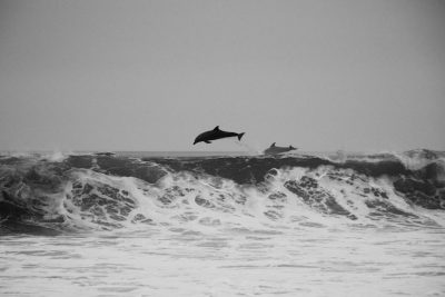 A black and white photo of dolphins jumping out from the ocean waves, shot on a Leica M6 with Portra film in the style of Anonymous. --ar 128:85