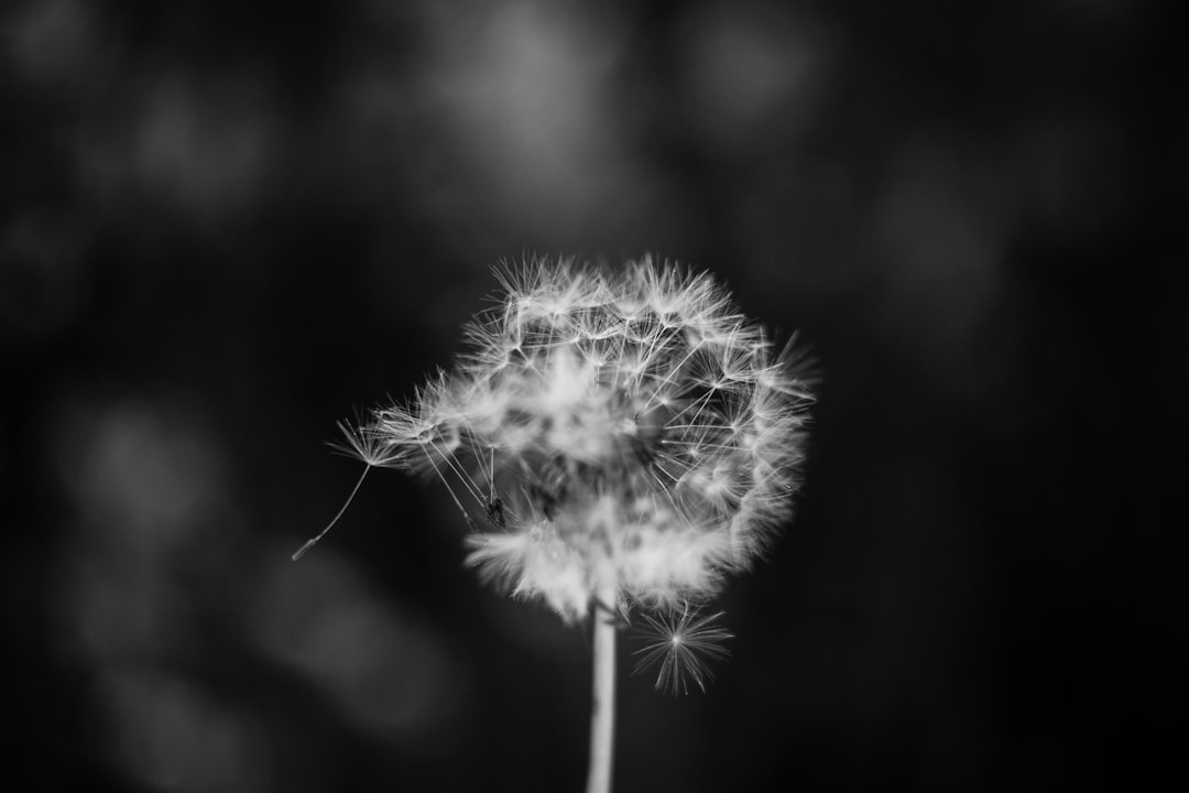 black and white photo of dandelion seed head, macro photography, blurry background, shot on canon eos r5 –ar 128:85