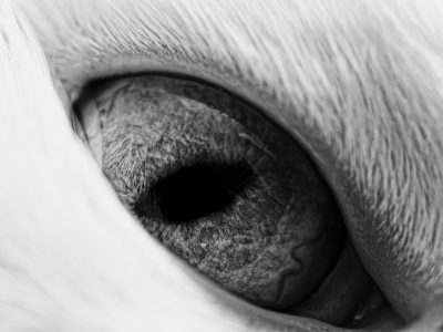 Closeup of an animal's eye, captured in high resolution with Leica M6 and macro lens, focusing on the intricate details of its iris. The background is a soft white color to highlight it, creating a monochromatic image that emphasizes textures and patterns in highly detailed photography style. --ar 4:3