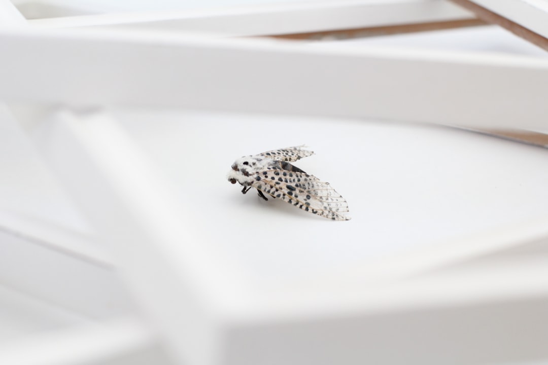 A small silver beetle brooch with delicate patterns, placed on the white surface of an empty jewelry box, is photographed from above. The light illuminates it from behind and creates soft shadows that highlight its texture. This photo was taken using Canon EOS R5 camera with standard lens, f/20 aperture setting, ISO at medium settings for even lighting.,,in –ar 128:85