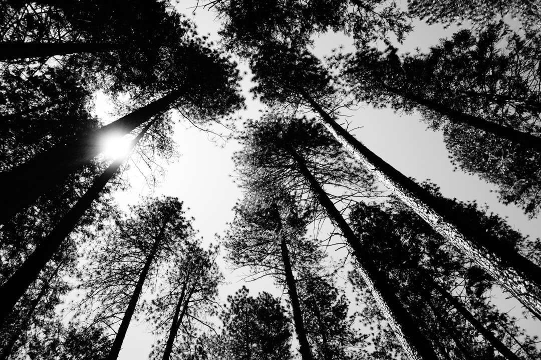 Black and white photo of tall pine trees reaching towards the sky, with sunlight filtering through them. The perspective is from below looking up at an expansive forest canopy in the style of an expansive forest canopy. –ar 128:85