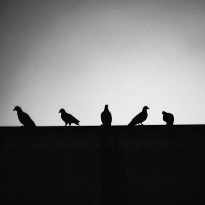 A grainy black and white photograph of birds perched on the edge of an urban rooftop, their silhouettes casting long shadows against the night sky. The minimalist composition captures only four pigeons in sharp focus with their feathers detailed in the style of the soft light from above. This high-contrast scene is captured in a style reminiscent of street photography, evoking nostalgia for city life at dusk.