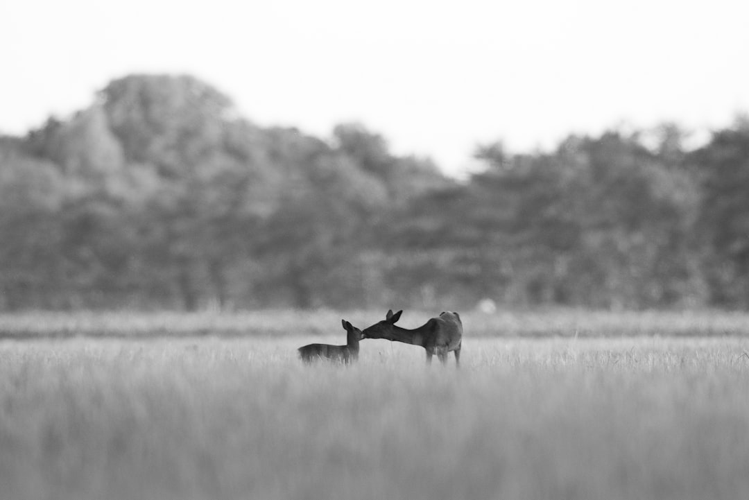 A black and white photo of two deer in the distance kissing on an open field, in black and white photography style with a monochrome background, taken with a wide shot camera like a Canon EOS R5, with a symmetrical composition, at f/20. –ar 128:85