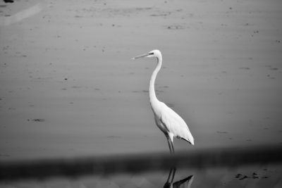 A white bird with long neck and legs standing in the water, black & White photo, high contrast, high resolution, high quality , focus on subject --ar 128:85