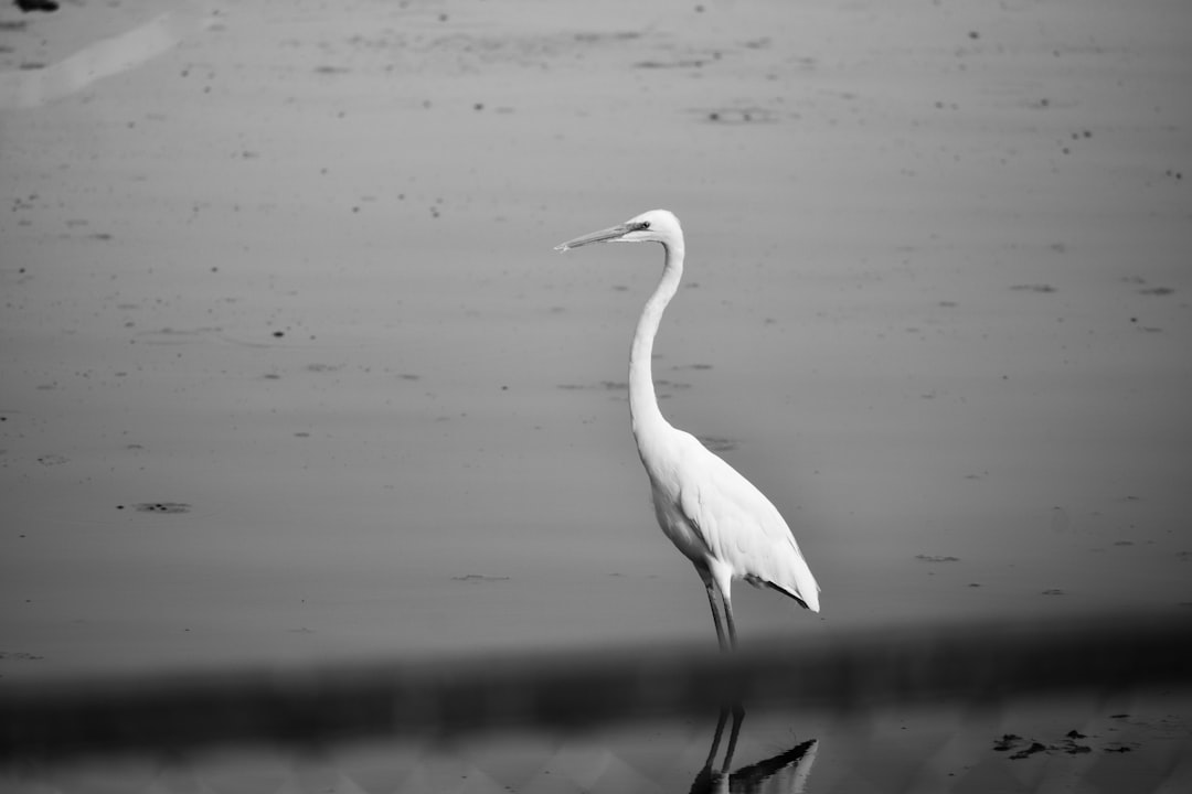 A white bird with long neck and legs standing in the water, black & White photo, high contrast, high resolution, high quality , focus on subject –ar 128:85