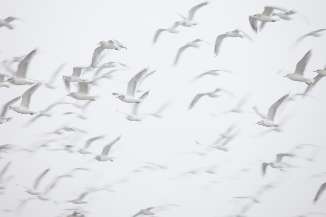 A large flock of flying seagulls, all white against the background, minimalistic photography in the style of motion blur with a long exposure and shallow depth of field, white backdrop. –ar 128:85