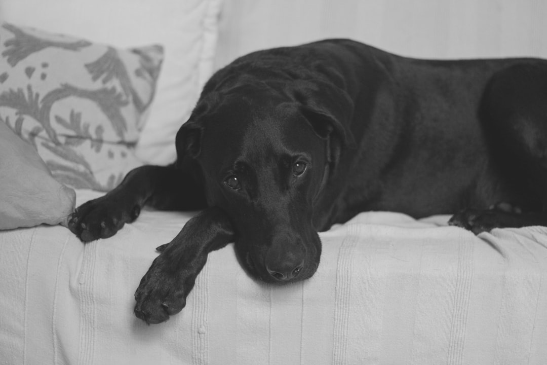 black and white photo of an adult black Labrador lying on the sofa, shot with a Sony Alpha A9 II camera and a f/2 lens in the style of no particular artist. –ar 128:85