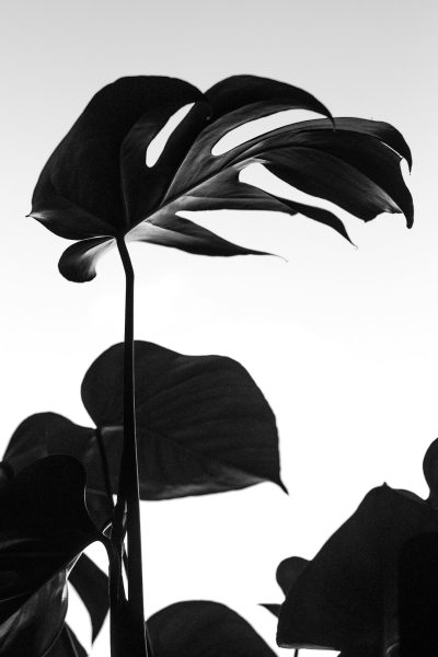 Monstera leaves in black and white photography with a white background, high contrast, sharp focus, photorealistic in the style of minimalism, silhouette lighting, monochrome color scheme, high resolution --ar 85:128