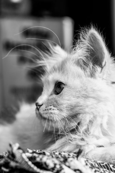 A fluffy white cat with long hair and large ears, sitting on the edge of an armchair in black and white, looking at something off camera. The background is blurred to focus attention on its face. Shot in the style of Nikon D850 DSLR, ultra realistic photo style --ar 85:128