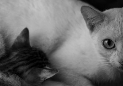 A black and white photograph of an adult cat with its kitten, both laying down on their backs, the older one's head resting gently against her tail as if she is feeding it milk or playing . The scene captures a tender moment between mother feline and baby, with soft lighting accentuating details like fur textures , highly detailed --ar 64:45