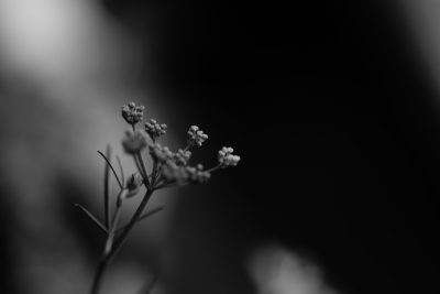 Closeup of small wildflower in black and white, blurry background, dark blurred background, monochrome, minimalism, macro photography, soft focus, depth of field, low contrast, low saturation, grainy --ar 128:85