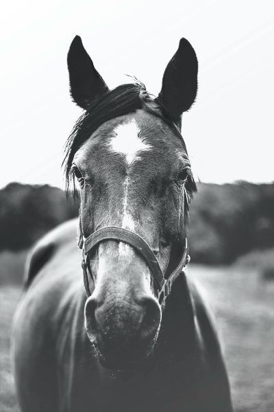 black and white photo of horse head looking at camera, beautiful farm background, soft lighting, vintage photography style, natural tones, retro feel, high resolution, clear focus, shallow depth of field, minimalistic design, timeless elegance. --ar 85:128