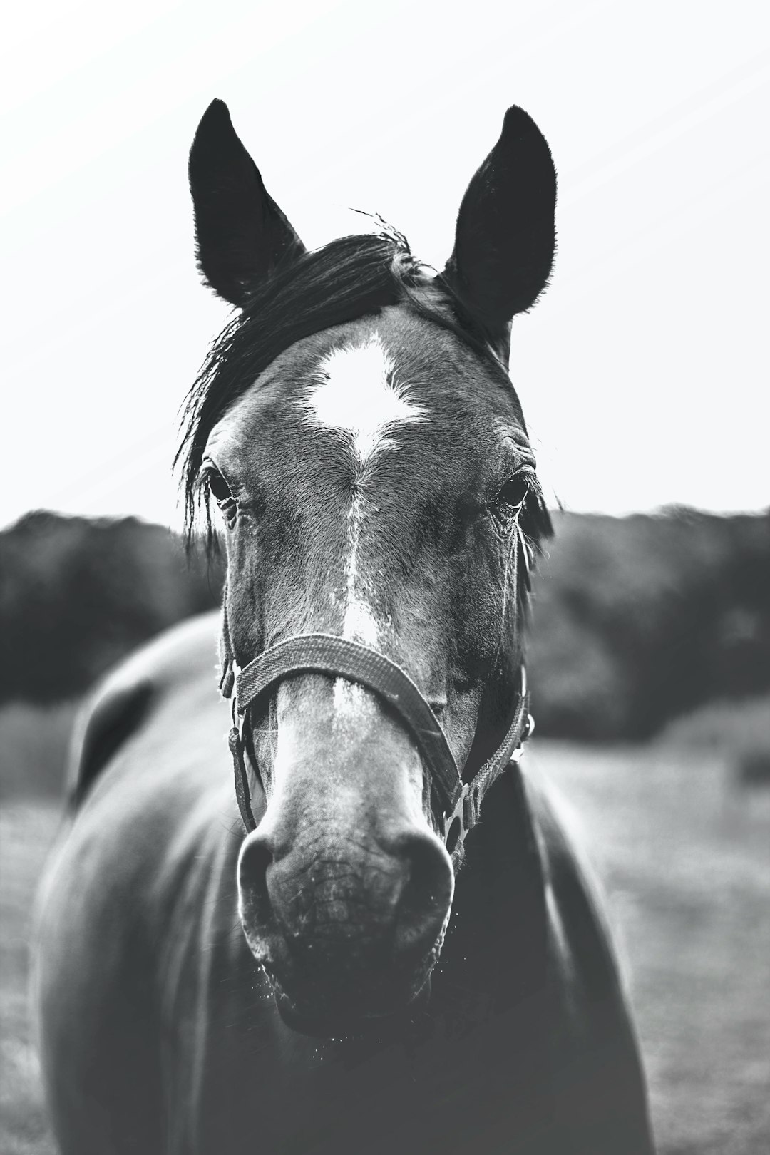 black and white photo of horse head looking at camera, beautiful farm background, soft lighting, vintage photography style, natural tones, retro feel, high resolution, clear focus, shallow depth of field, minimalistic design, timeless elegance. –ar 85:128