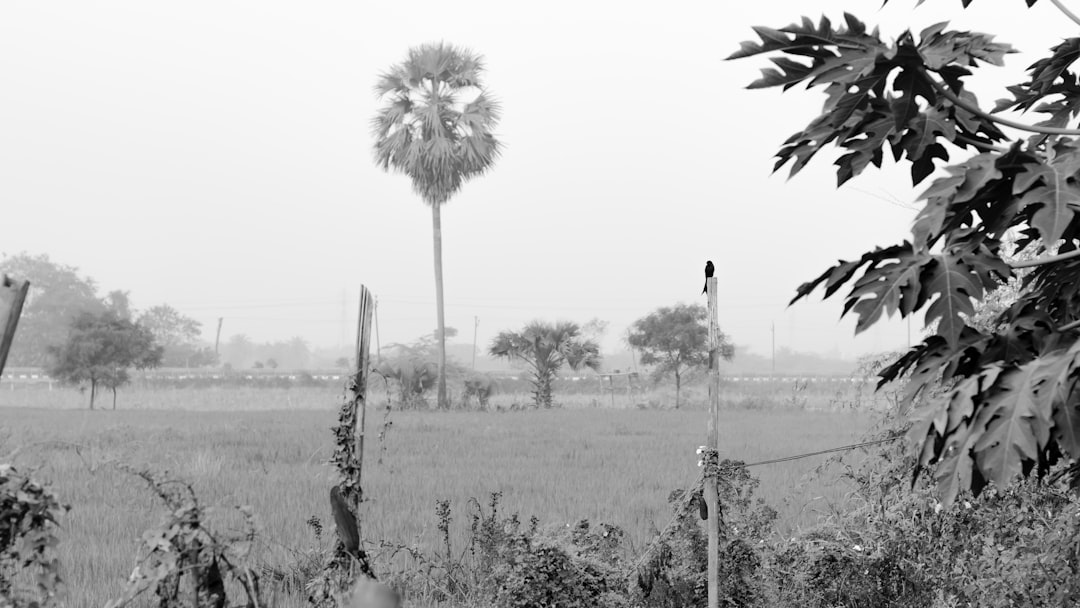 A black and white photograph of an Indian village with rice fields. In the background there is one tall palm tree, some small trees and a few plants. The weather is foggy. A bird perches on top of a wooden post which forms part of a fence around farm land. The photo was taken from ground level in the style of Leica M6. –ar 16:9